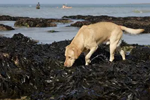 Marks: Labrador in algae at low tide Normandy France