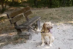 Attach: Labrador attached to a bench France