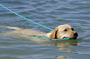 Ships: Labrador bringing back inflatable boat to shore France