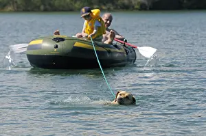 Ropes: Labrador bringing back inflatable boat to shore France