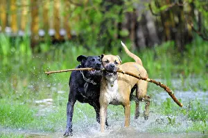 Spatter: Labrador brother an sister cross dogue playing in water