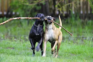 Spatter: Labrador brother an sister cross playing in water France