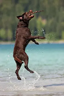 Dynamic: Labrador, brown, catching stick in water, Austria