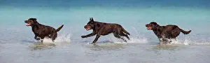Generated: Labrador, brown, running in water, Austria, Europe