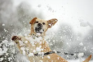 Dynamics: Labrador catching a snowball - France