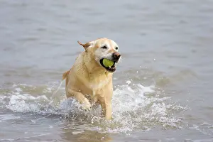 Retrieving: Labrador (cross) Dog - retrieving ball from sea