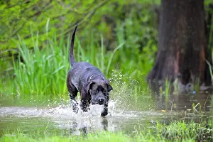 Spatter: Labrador cross dogue in a reed bed France