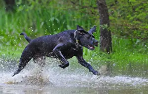 Spatter: Labrador cross dogue running in the water France
