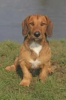 Wirehaired: Labrador-Dachsbracke-German Wirehaired Pointer hybrid