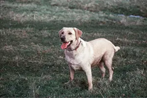 Ardea London: LABRADOR DOG