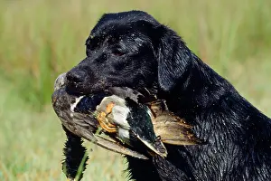 Retrieving: Labrador Dog - with bird in mouth