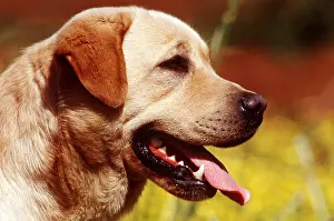 Temperature: LABRADOR DOG - CLOSE UP HEAD