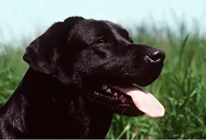 Temperature: LABRADOR DOG - CLOSE UP HEAD