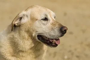 300119: Labrador Dog - Norfolk UK