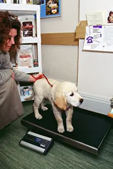 Weight: Labrador Dog - pup being weighed