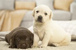 Miserable: Two Labrador Dog puppies