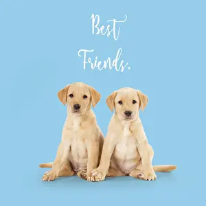111219: Labrador Dog, puppies ( 6 weeks old ) best friends
