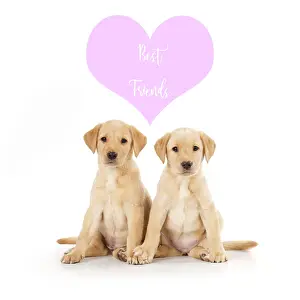 111219: Labrador Dog, puppies ( 6 weeks old ) best friends