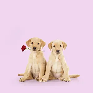 111219: Labrador Dog, puppies ( 6 weeks old ) one holding red rose