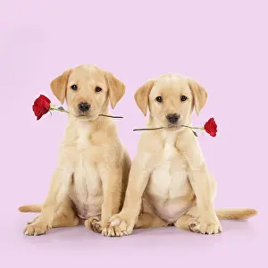 Labrador Dog, puppies ( 6 weeks old ) holding red roses