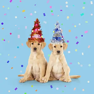 Confetti: Labrador Dog, puppies ( 6 weeks old ) wearing