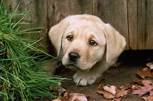 Worried: Labrador Dog - puppy