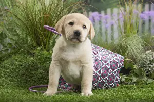 Cocked: Labrador Dog puppy
