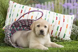 Cushions: Labrador Dog puppy