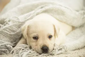 Miserable: Labrador Dog, puppy