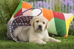 Cushions: Labrador Dog puppy