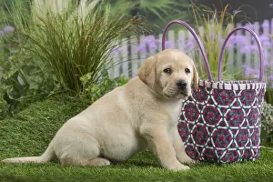 240517: Labrador Dog puppy
