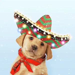 Scarf: Labrador Dog puppy (7weeks old ) wearing a Christmas