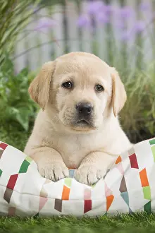 Cushions: Labrador Dog puppy on cushion