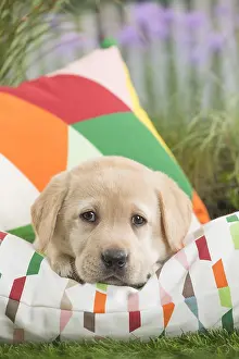 Cushions: Labrador Dog puppy on cushion