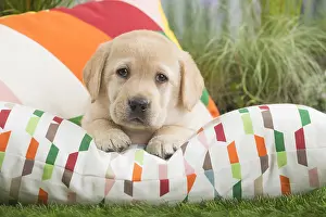 Cushions: Labrador Dog puppy on cushion