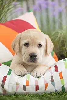 Cushions: Labrador Dog puppy on cushion