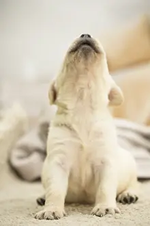 Howling: Labrador Dog, puppy Labrador Dog, puppy