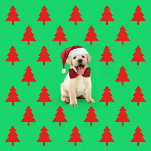 281217: Labrador Dog, puppy wearing Christmas hat with Christmas