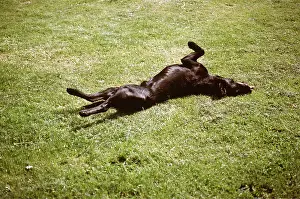 Rolling: Labrador DOG - Rolling