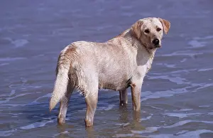 Ardea London: LABRADOR DOG on sea shore