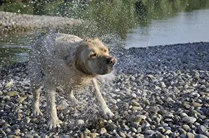 Spatter: Labrador dog is shaking after swimming