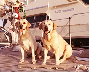 Deck: LABRADOR DOGS on deck of boat
