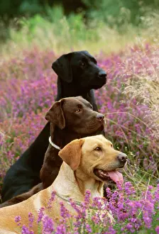 Heathers: Labrador Dogs - Yellow chocolate & Black