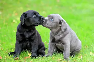 Sniff: Labrador domestic dog (Canis lupus familiaris)