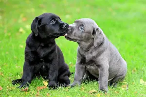 Sniff: Labrador domestic dog (Canis lupus familiaris)