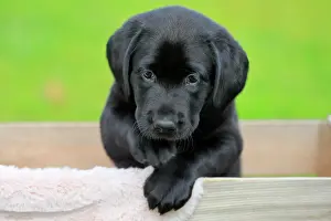 Container: Labrador domestic dog (Canis lupus familiaris)