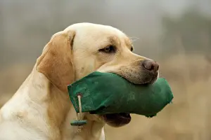 Retrieving: Labrador - with dummy in mouth