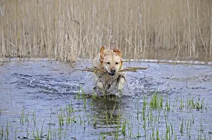Joness: Labrador female game in a pond