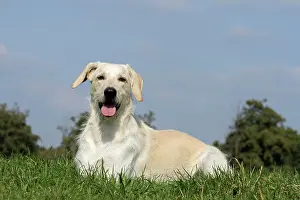 Schnauzer: Labrador - Giant Schnauzer hybrid, male, 2.5 years