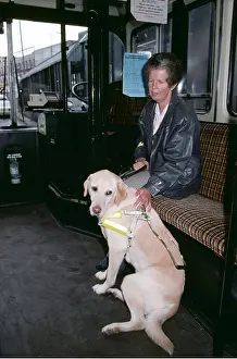 Vehicles: LABRADOR GUIDE DOG - on a bus